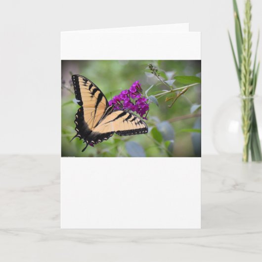 Papillon, carte (Devant)
