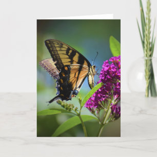 Papillon, carte
