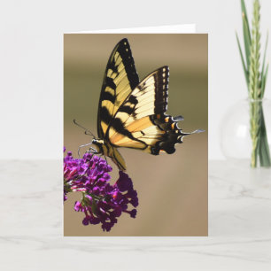 Papillon, carte