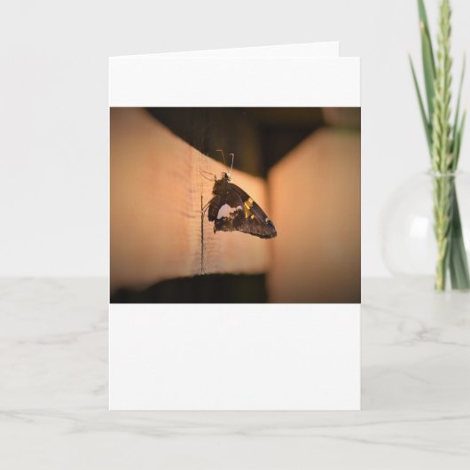 Papillon, carte (Devant)