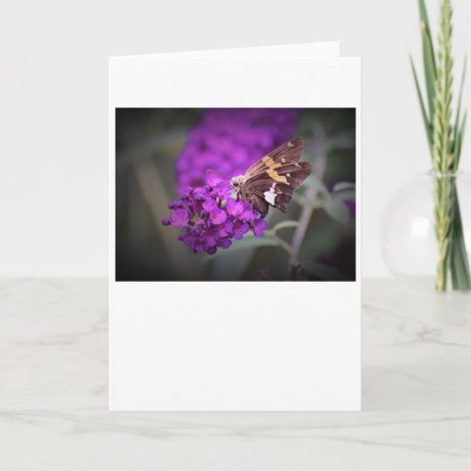 Papillon, carte (Devant)