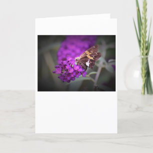 Papillon, carte