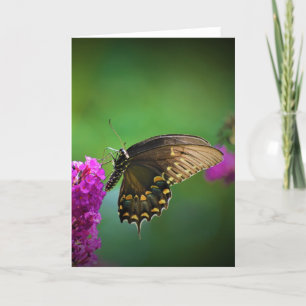 Papillon, carte