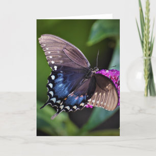 Papillon, carte