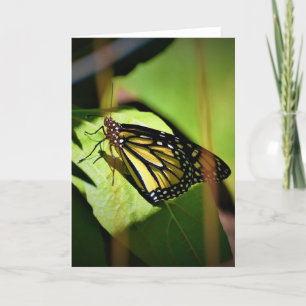 Papillon, carte