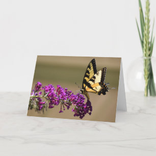 Papillon, carte