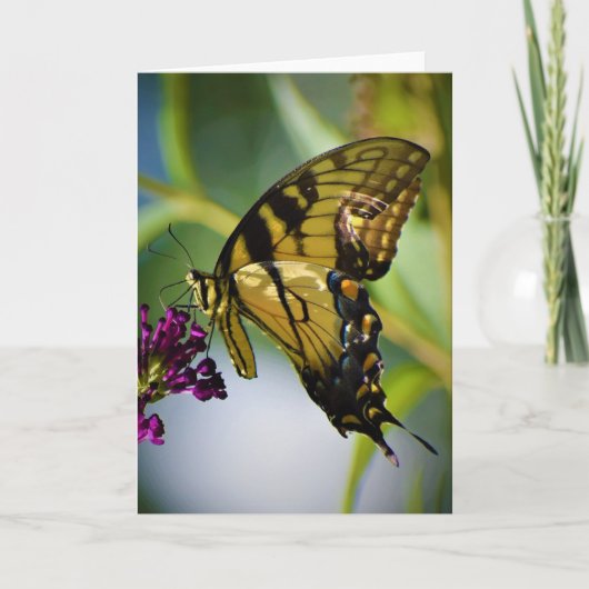 Papillon, carte (Devant)