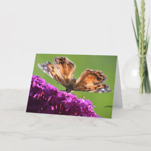 Papillon, carte