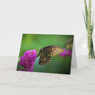 Papillon, carte