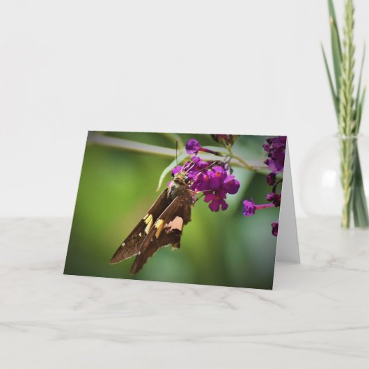 Papillon, carte (Devant)