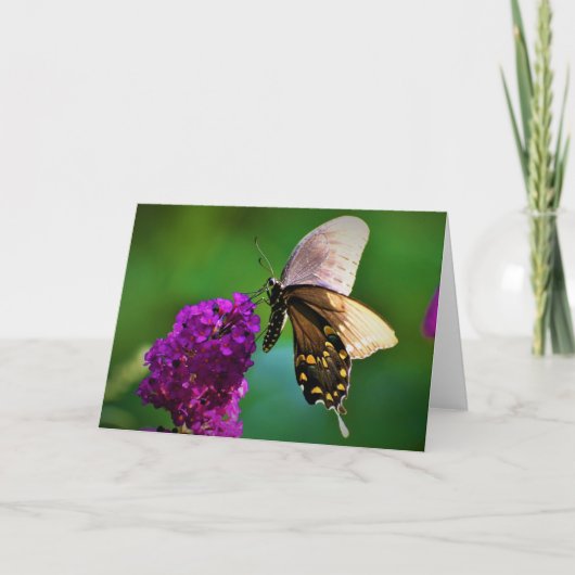 Papillon, carte (Devant)