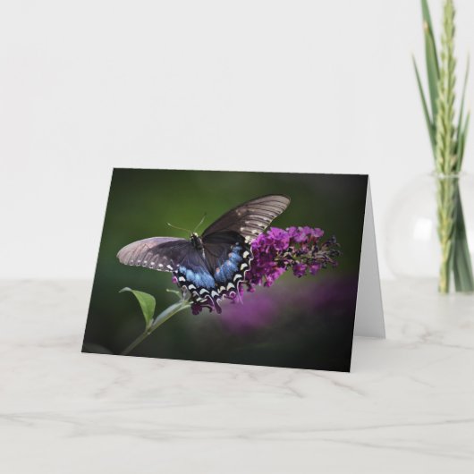 Papillon, carte (Devant)
