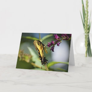 Papillon, carte