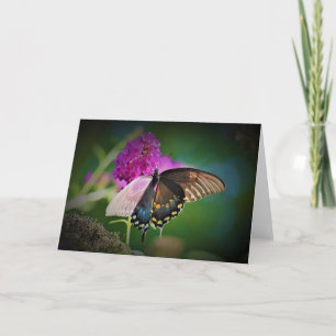Papillon, carte