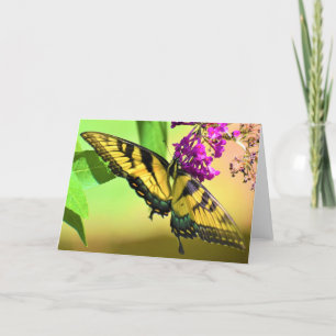 Papillon, carte