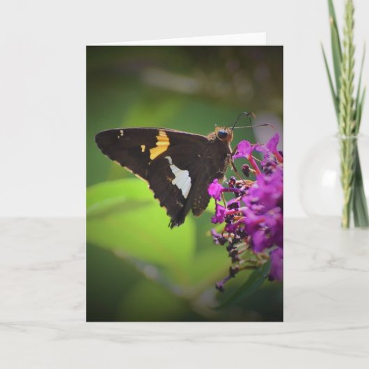 Papillon, carte (Devant)