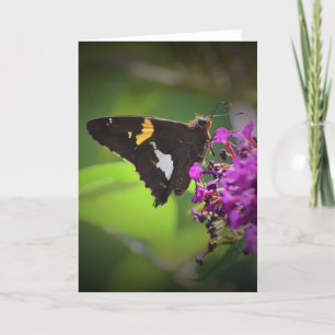 Papillon, carte