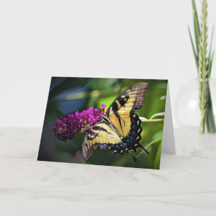 Papillon, carte