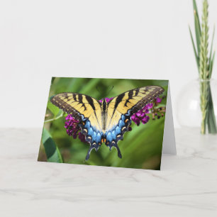 Papillon, carte