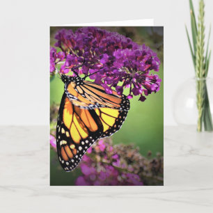Papillon, carte