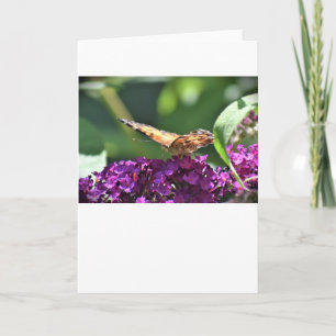 Papillon, carte