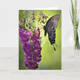 Papillon, carte