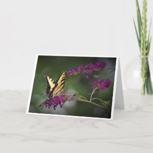 Papillon, carte