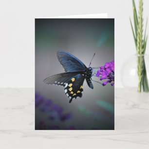 Papillon, carte