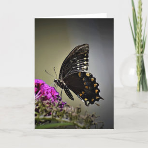 Papillon, carte