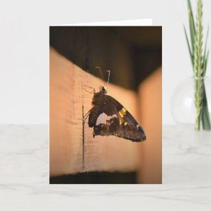 Papillon, carte