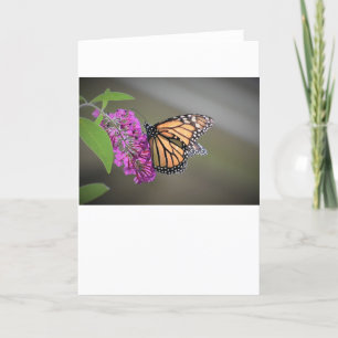 Papillon, carte
