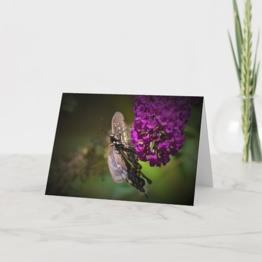 Papillon, carte (Devant)
