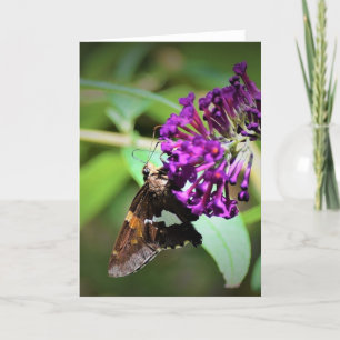 Papillon, carte
