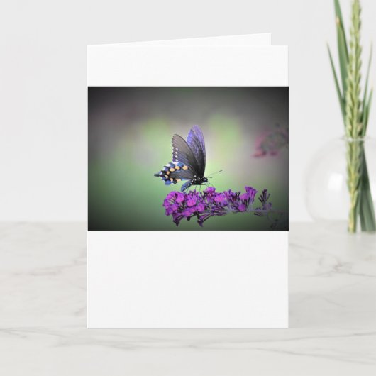 Papillon, carte (Devant)