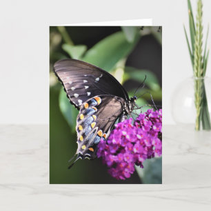 Papillon, carte