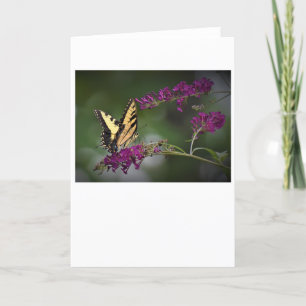 Papillon, carte