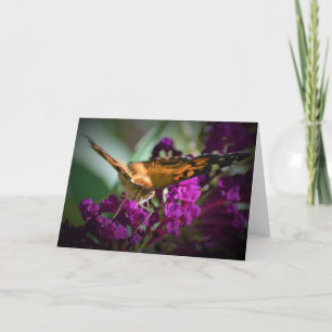 Papillon, carte