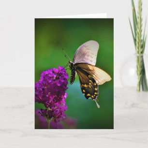 Papillon, carte