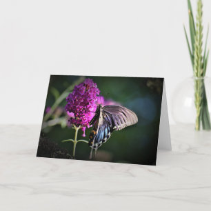 Papillon, carte