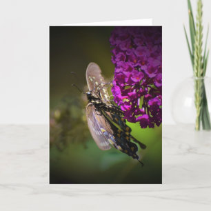 Papillon, carte