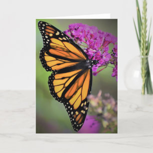 Papillon, carte