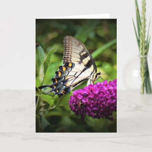 Papillon, carte