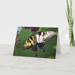 Papillon, carte
