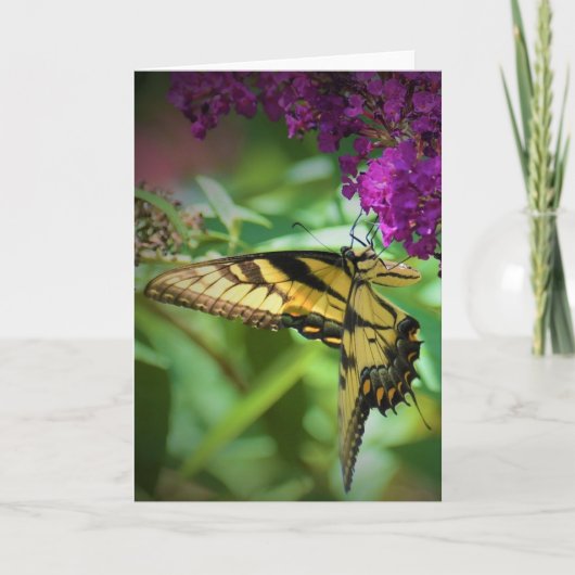 Papillon, carte (Devant)