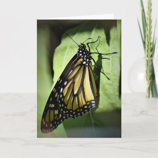 Papillon, carte (Devant)