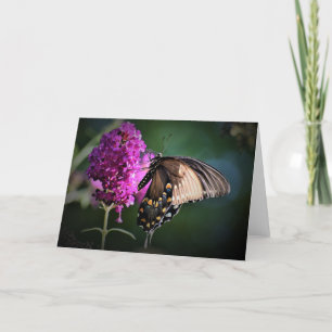 Papillon, carte