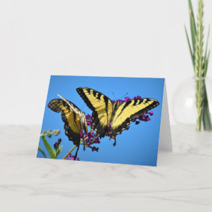 Papillon, carte