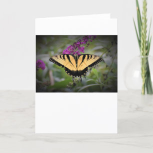 Papillon, carte