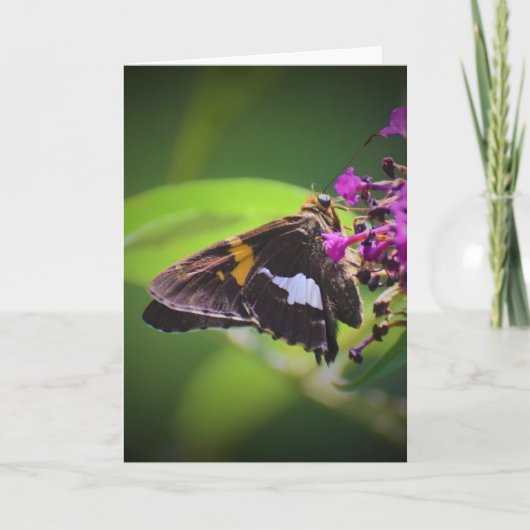 Papillon, carte (Devant)