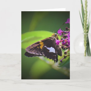 Papillon, carte